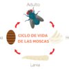 Tiras atrapamoscas ecológiocas Preben (4und) - Imagen 2