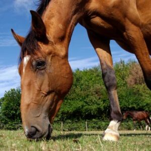 Caballos