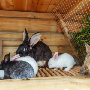Conejos, cobayas y hamsters