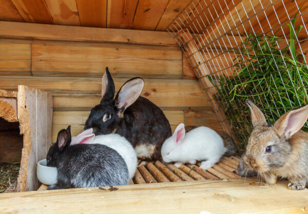 Conejos, cobayas y hamsters