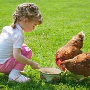 Gallinas y Pollos