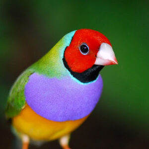 Pajaros