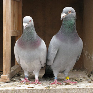 Palomas