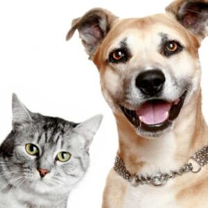 Perros y Gatos