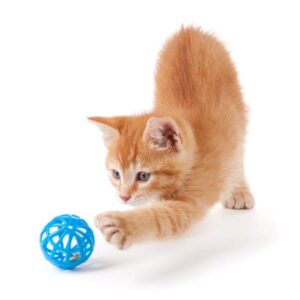 Para Gatos