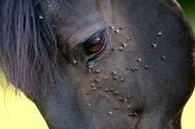 Repelentes de Insectos