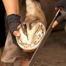 Cuidados del Casco